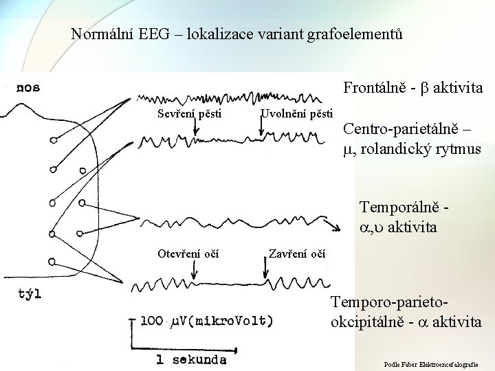 Normální EEG – lokalizace variant grafoelementů Frontálně - aktivita Sevření pěsti Uvolnění pěsti Centro-parietálně