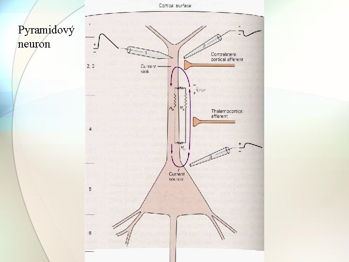 Pyramidový neuron 