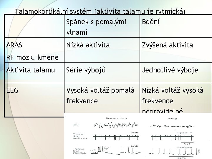 Talamokortikální systém (aktivita talamu je rytmická) Spánek s pomalými Bdění vlnami ARAS Nízká aktivita