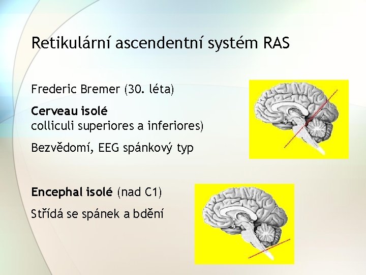 Retikulární ascendentní systém RAS Frederic Bremer (30. léta) Cerveau isolé colliculi superiores a inferiores)