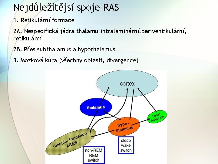 Nejdůležitějsí spoje RAS 1. Retikulární formace 2 A. Nespecifická jádra thalamu intralaminární, periventikulární, retikulární