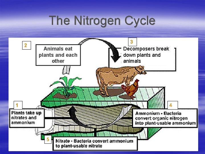 The Nitrogen Cycle 2 Animals eat plants and each other 1 3 Decomposers break