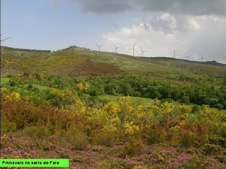 Primavera na serra do Faro 