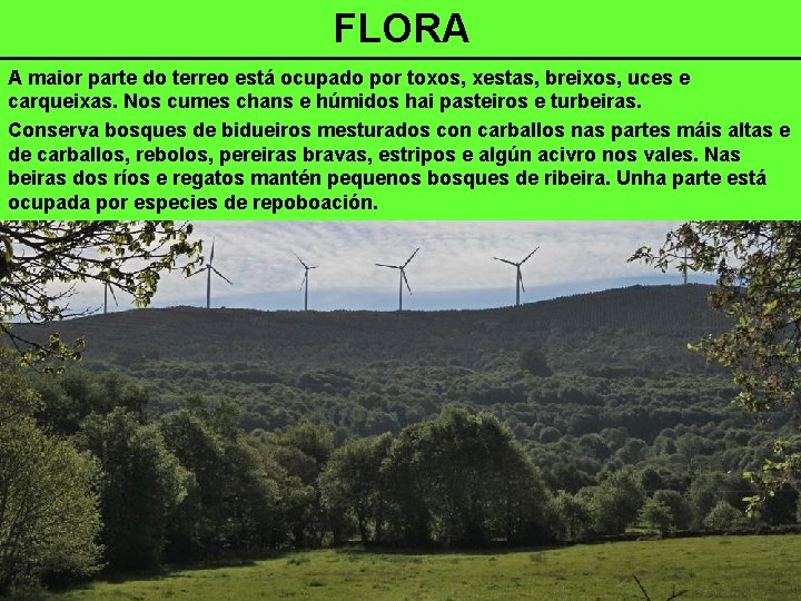 FLORA A maior parte do terreo está ocupado por toxos, xestas, breixos, uces e