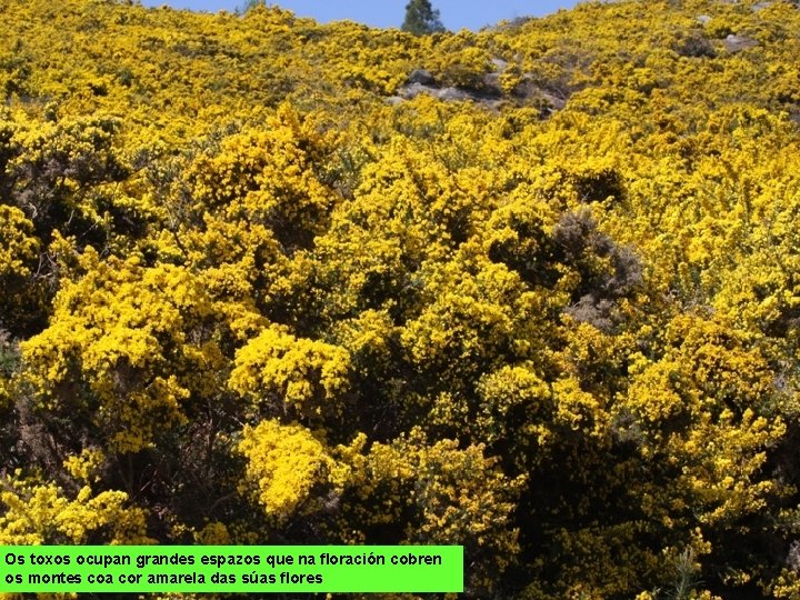 Os toxos ocupan grandes espazos que na floración cobren os montes coa cor amarela