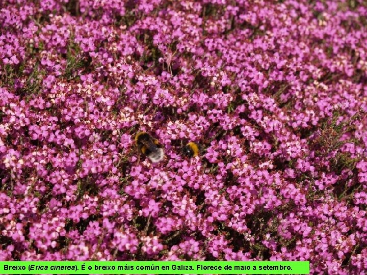 Breixo (Erica cinerea). É o breixo máis común en Galiza. Florece de maio a