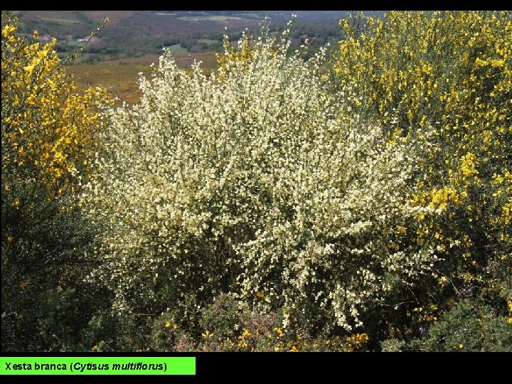 Xesta branca (Cytisus multiflorus) 