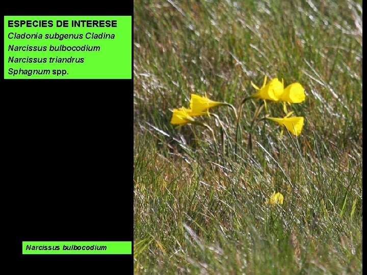 ESPECIES DE INTERESE Cladonia subgenus Cladina Narcissus bulbocodium Narcissus triandrus Sphagnum spp. Narcissus bulbocodium