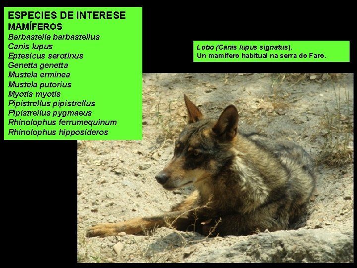 ESPECIES DE INTERESE MAMÍFEROS Barbastella barbastellus Canis lupus Eptesicus serotinus Genetta genetta Mustela erminea