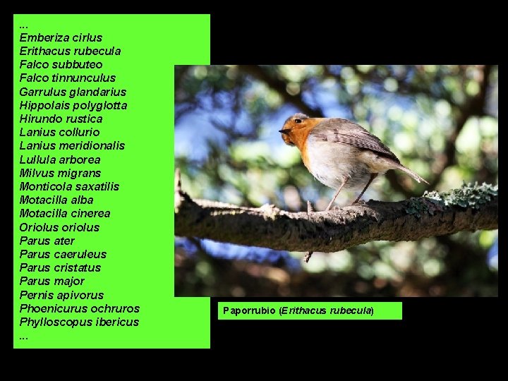 . . . Emberiza cirlus Erithacus rubecula Falco subbuteo Falco tinnunculus Garrulus glandarius Hippolais