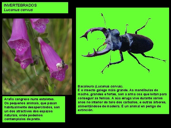 INVERTEBRADOS Lucanus cervus Araña cangrexo nuns estalotes. Os pequenos animais, que pasan habitualmente desapercibidos,