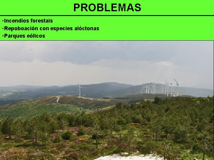 PROBLEMAS • Incendios forestais • Repoboación con especies alóctonas • Parques eólicos 