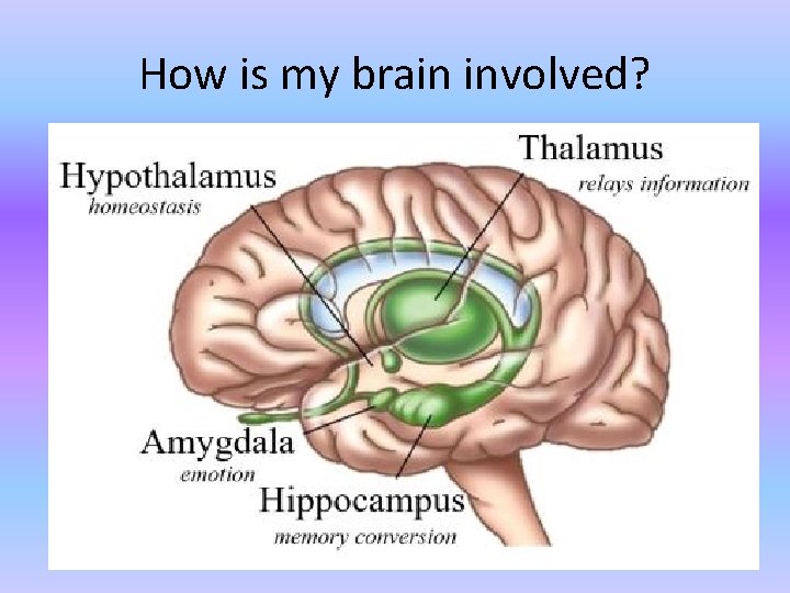 How is my brain involved? 