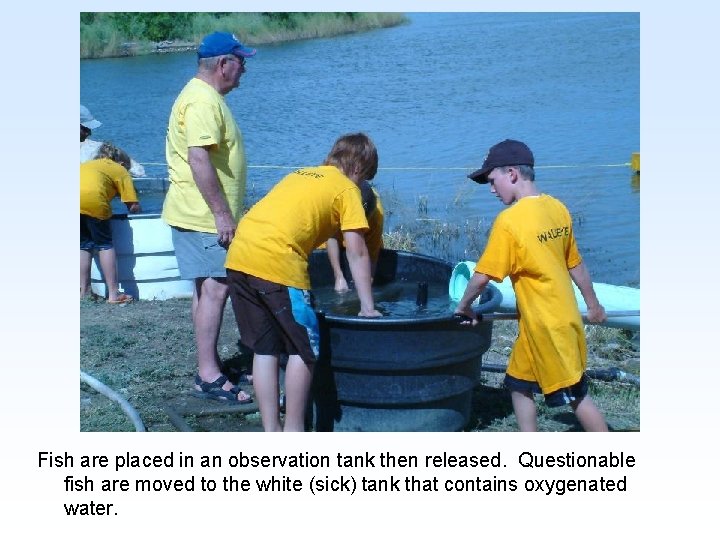 Fish are placed in an observation tank then released. Questionable fish are moved to