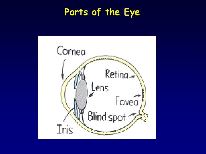 Parts of the Eye 