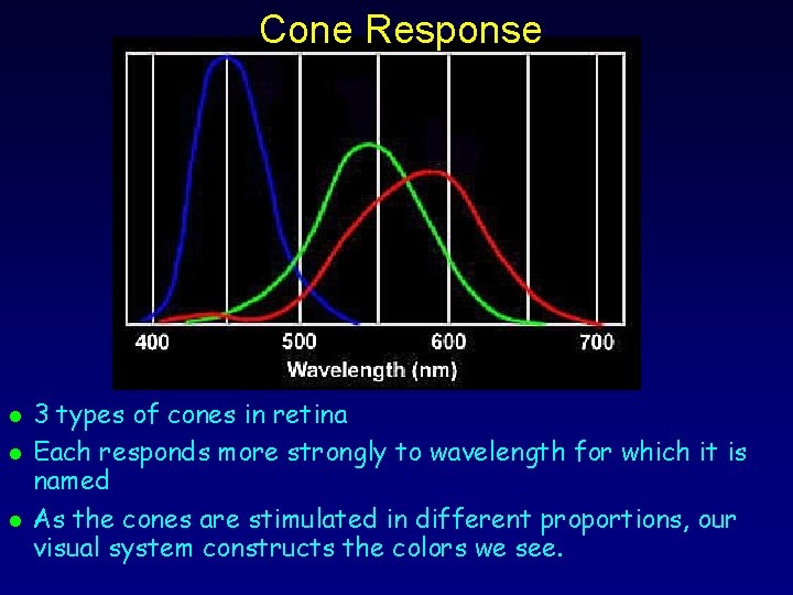 Cone Response l l l 3 types of cones in retina Each responds more