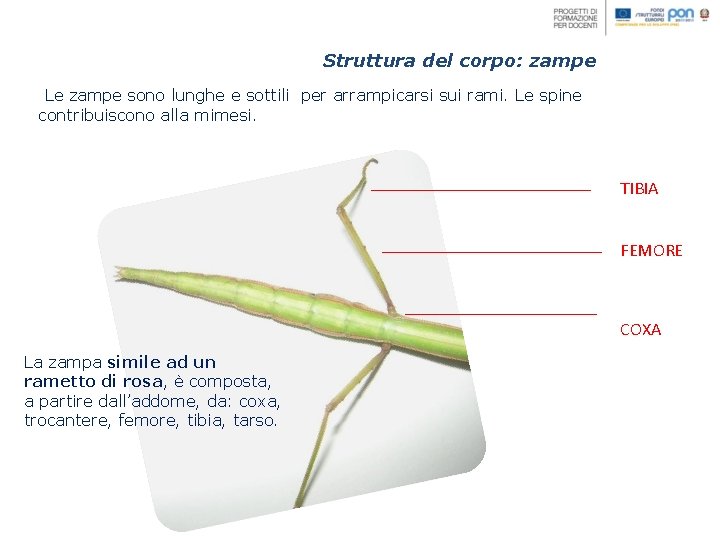 Struttura del corpo: zampe Le zampe sono lunghe e sottili per arrampicarsi sui rami.