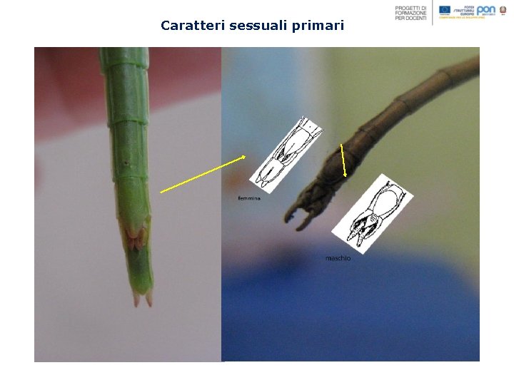 Caratteri sessuali primari 