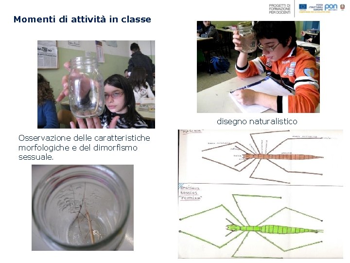 Momenti di attività in classe disegno naturalistico Osservazione delle caratteristiche morfologiche e del dimorfismo