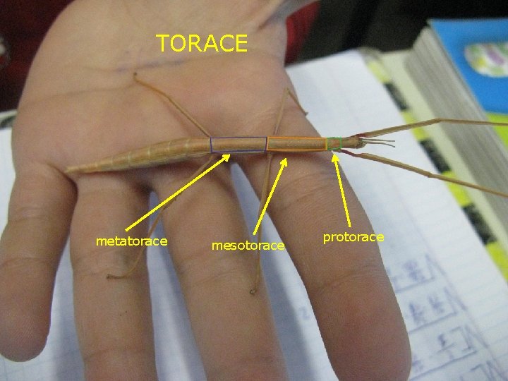 TORACE metatorace mesotorace protorace 