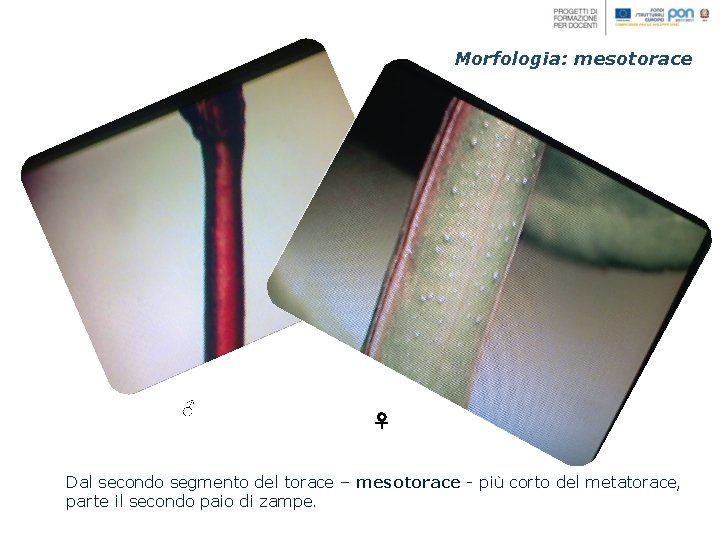 Morfologia: mesotorace ♂ ♀ Dal secondo segmento del torace – mesotorace - più corto