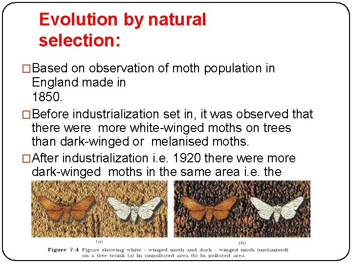 Evolution by natural selection: �Based on observation of moth population in England made in