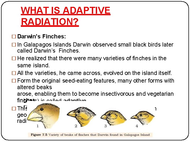 WHAT IS ADAPTIVE RADIATION? � Darwin’s Finches: � In Galapagos Islands Darwin observed small