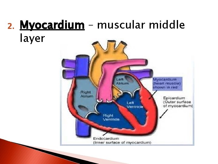 2. Myocardium – muscular middle layer 