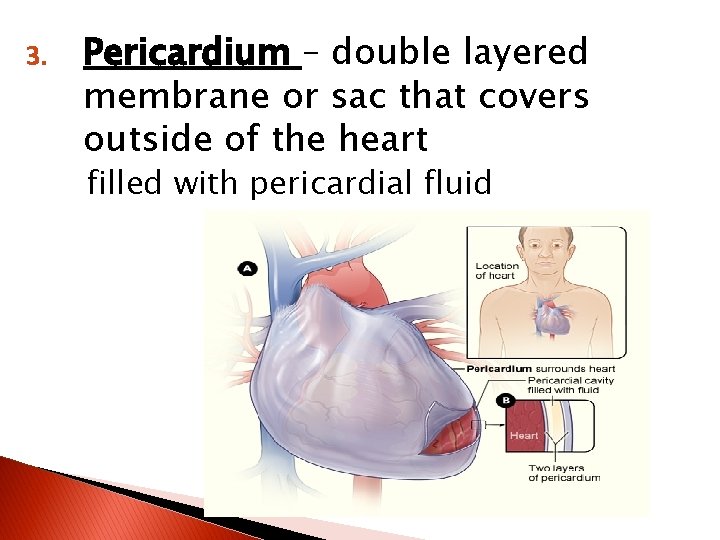 3. Pericardium – double layered membrane or sac that covers outside of the heart