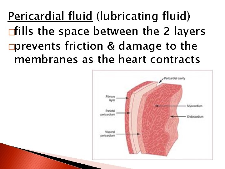 Pericardial fluid (lubricating fluid) �fills the space between the 2 layers �prevents friction &