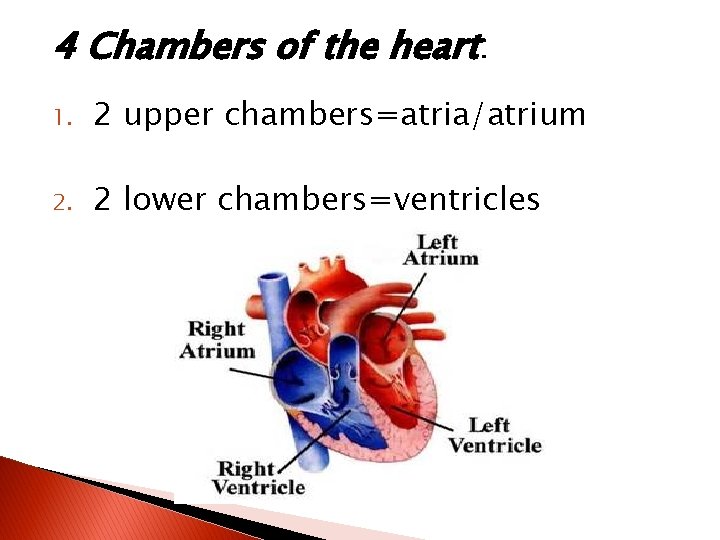 4 Chambers of the heart: 1. 2 upper chambers=atria/atrium 2. 2 lower chambers=ventricles 
