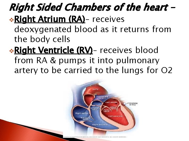 Right Sided Chambers of the heart – v. Right Atrium (RA)– receives deoxygenated blood
