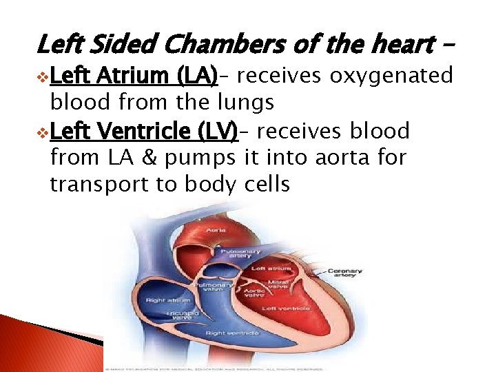Left Sided Chambers of the heart – v. Left Atrium (LA)– receives oxygenated blood