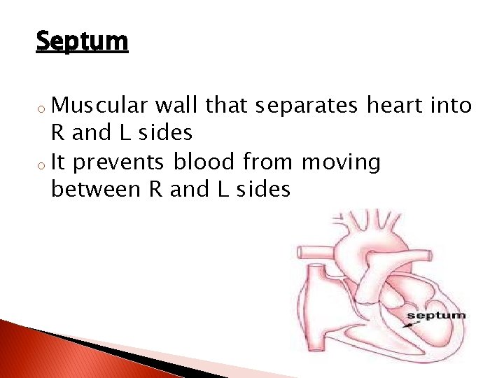 Septum Muscular wall that separates heart into R and L sides o It prevents