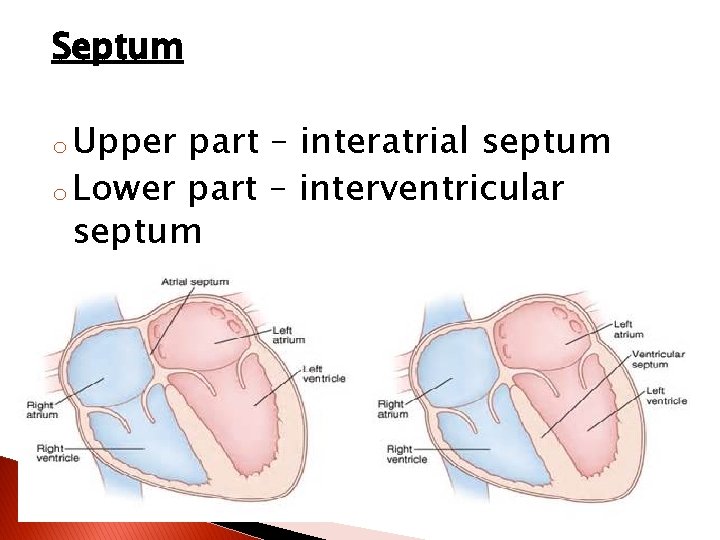 Septum o Upper part – interatrial septum o Lower part – interventricular septum 