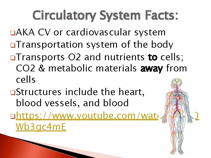 Circulatory System Facts: q. AKA CV or cardiovascular system q. Transportation system of the