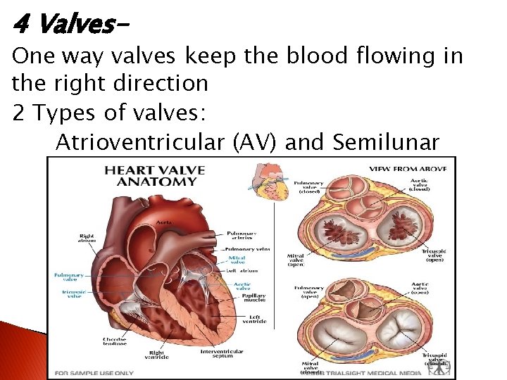 4 Valves- One way valves keep the blood flowing in the right direction 2