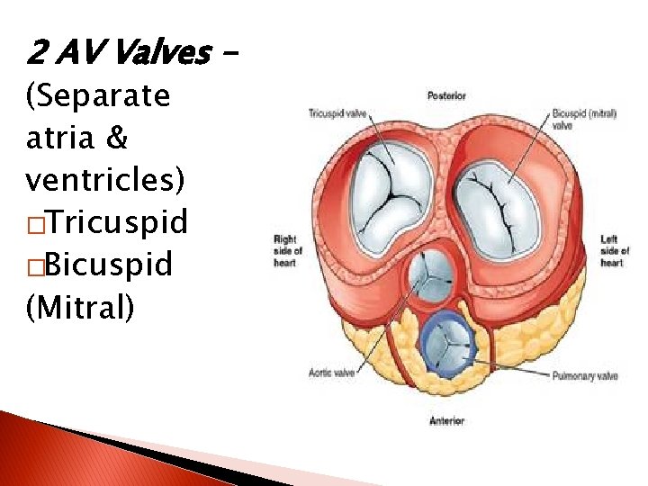 2 AV Valves – (Separate atria & ventricles) �Tricuspid �Bicuspid (Mitral) 