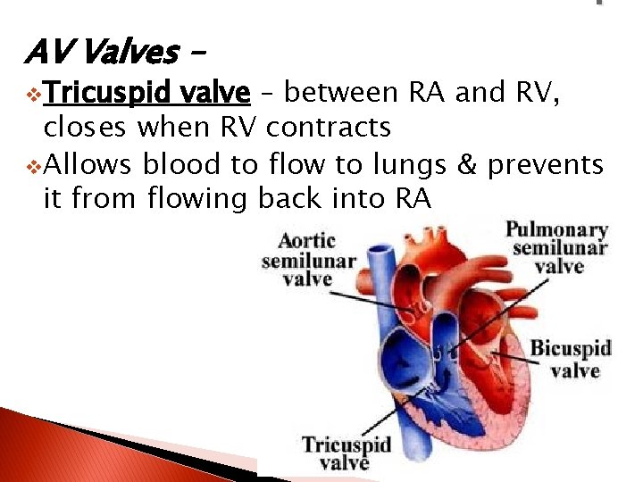 v. Tricuspid , AV Valves – valve – between RA and RV, closes when