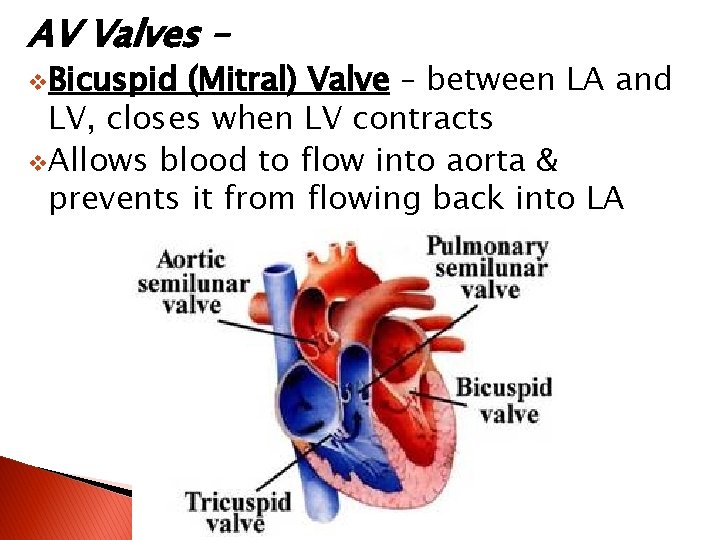 AV Valves – v. Bicuspid (Mitral) Valve – between LA and LV, closes when