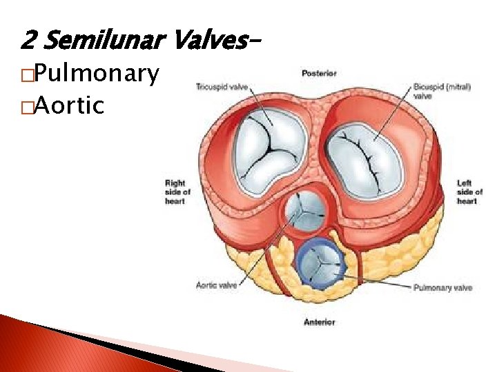 2 Semilunar Valves– �Pulmonary �Aortic 