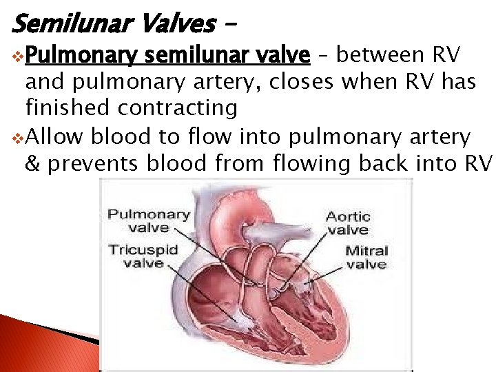 Semilunar Valves – v. Pulmonary semilunar valve – between RV and pulmonary artery, closes