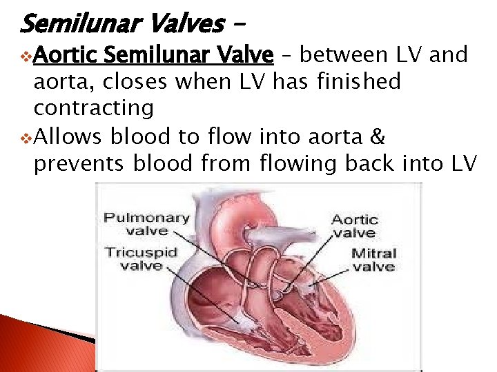 Semilunar Valves – v. Aortic Semilunar Valve – between LV and aorta, closes when