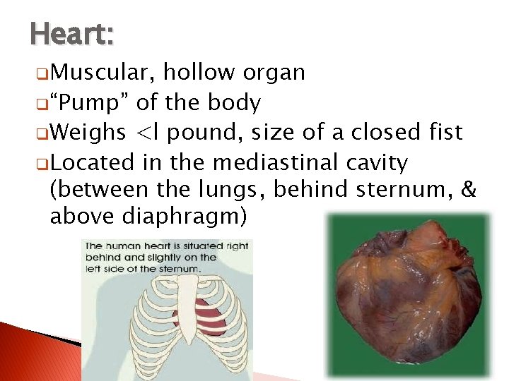 Heart: q. Muscular, hollow organ q“Pump” of the body q. Weighs <l pound, size