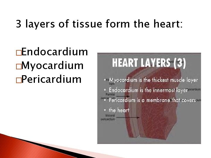 3 layers of tissue form the heart: �Endocardium �Myocardium �Pericardium 