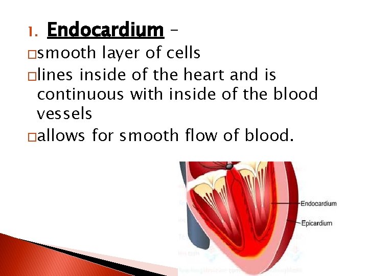 1. Endocardium – �smooth layer of cells �lines inside of the heart and is