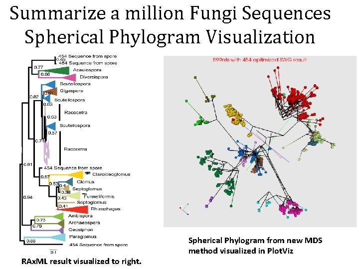 Summarize a million Fungi Sequences Spherical Phylogram Visualization RAx. ML result visualized to right.