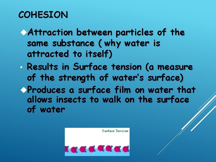 COHESION Attraction between particles of the same substance ( why water is attracted to