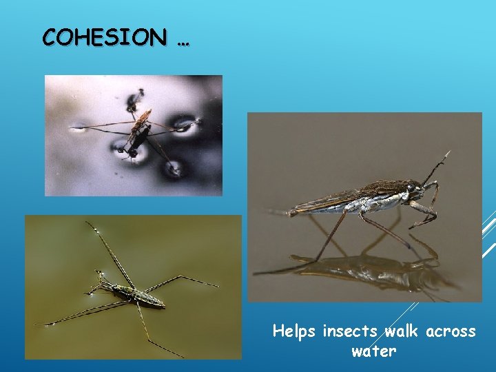 COHESION … Helps insects walk across water 