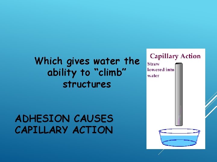 Which gives water the ability to “climb” structures ADHESION CAUSES CAPILLARY ACTION 